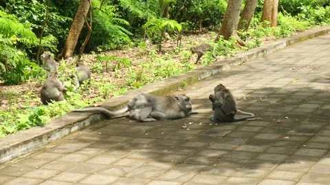 Monkeys laying on floor Видео 221300724