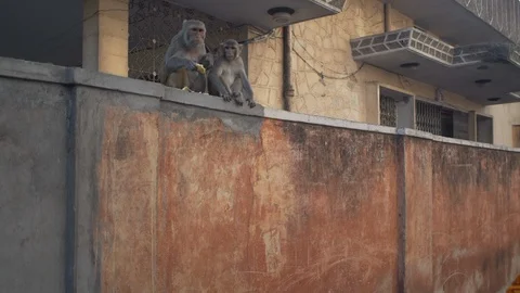 Monkeys life Stock Footage 111333290