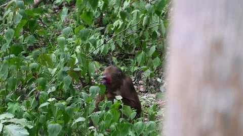 Monkeys live in the forests of Thailand. Video stock 280226079