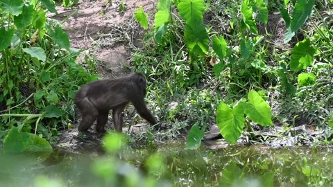 Monkeys live in the forests of Thailand. Video stock 280226086