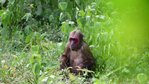 Monkeys live in the forests of Thailand. Video stock 280226088