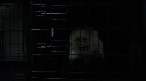 Monkeys locked inside a cage in veterinary clinic Stock Footage 67555309