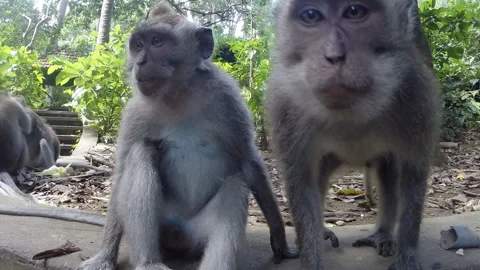 Monkeys look at the camera Stock Footage 89287904