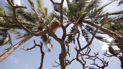 Monkeys look down while sitting on a tree. Мonkey sitting on a tropical tree. Stock Footage 80883297