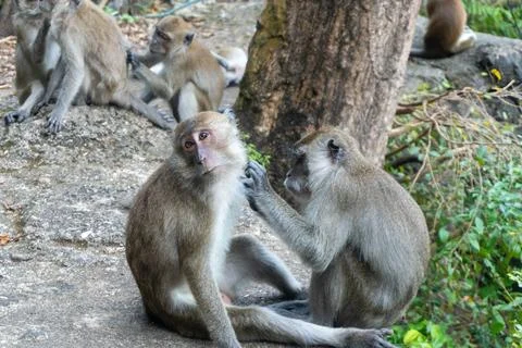 Monkeys looking at lices / bugs on each other, in Krabi, Thailand Stock Photos