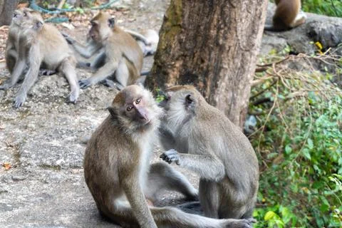 Monkeys looking at lices / bugs on each other, in Krabi, Thailand Stock Photos