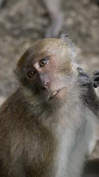 Monkeys looking at lices / bugs on each other, in Krabi, Thailand Stock Photos
