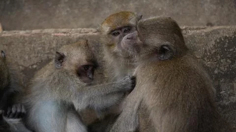 Monkeys looking at lices / bugs on each other, in Krabi, Thailand Stock-Fotos