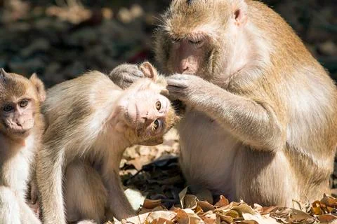 Monkeys love Stock Photos