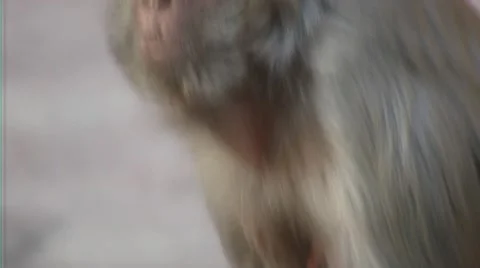 Monkeys lunching on the grass Video stock 52196420