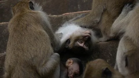 Monkeys lying upside down on stairs, in Krabi, Thailand. Stock Photos