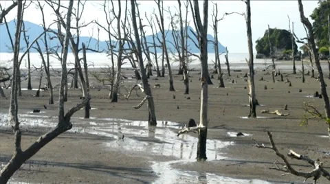 Monkeys in mangrove forest in Borneo Vidéo 8568244