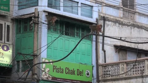 Monkeys in the market Stock Footage 8664907