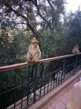 Monkeys In Marocco Stock Photos
