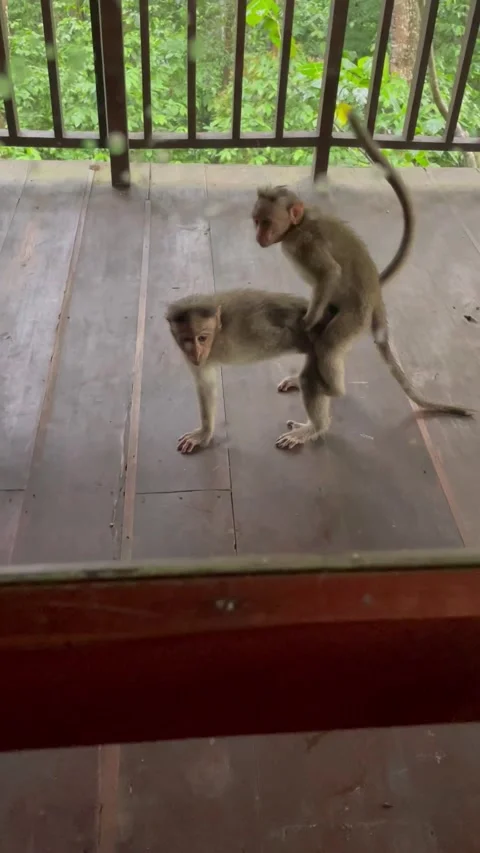 Monkeys mating in the balcony of a tree house of a resort Stock Footage 338166522