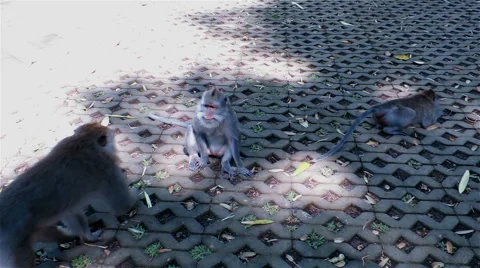 Monkeys mating while another monkey attacks the male Stock Footage 40690327