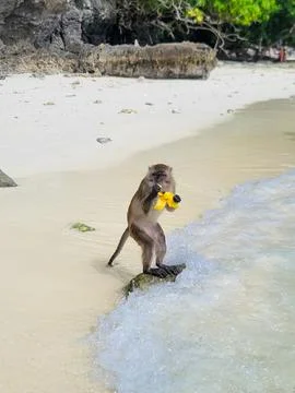 Monkeys at the Monkey beach at Phi Phi Leh, Krabi, Thailand Stock Photos