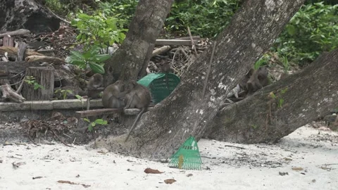 Monkeys on monkey beach in Thailand Video stock 220804823