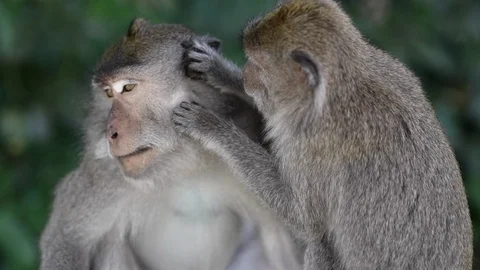 Monkeys in Monkey forest 库存影片 87686439