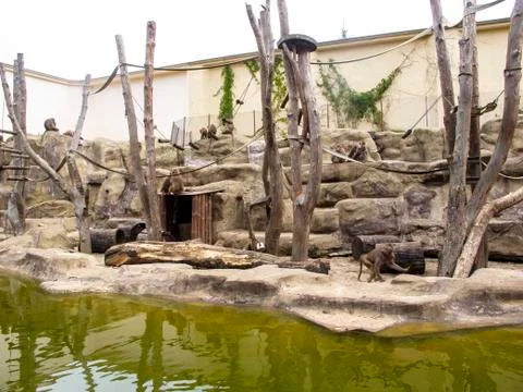 Monkeys in a monkey grove Stock Photos