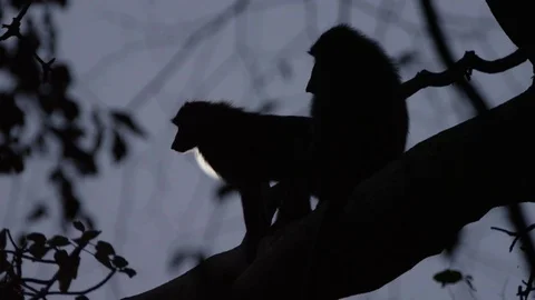 Monkeys &amp; moon Stock Footage 79663184