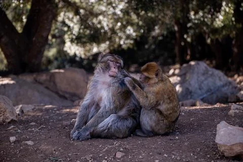 Monkeys in Morocco Stock Photos