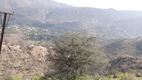 Monkeys on mount tree and eating leaf. Stock Footage 170124536