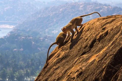 Monkeys in the mountain Stock Photos
