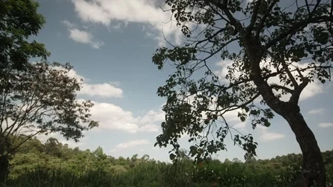 Monkeys Moving Through Tree Canopy Kenya Forest Stock Footage 333216942