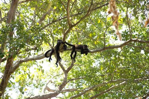 Monkeys Nap in Tree Stock Photos