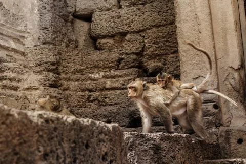 Monkeys on the old building. Stock Photos