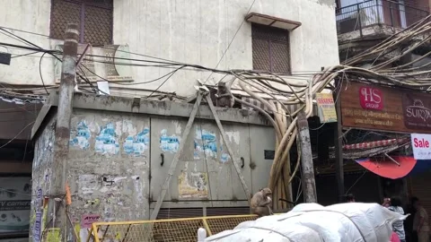 Monkeys in Old Delhi Video stock 248938909