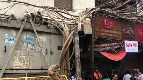 Monkeys in Old Delhi Stock Footage 248938926