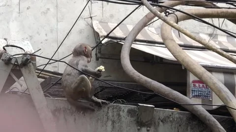 Monkeys in Old Delhi Stock Footage 248938933