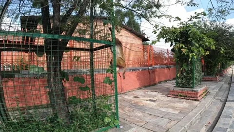 Monkeys on an open area paved with stone slabs Stock Footage 329683314