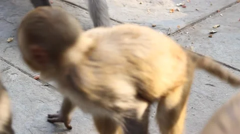 Monkeys in a panic collect abandoned nuts Stock Footage 58913605