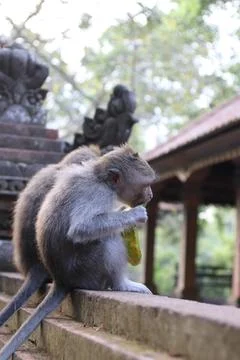 Monkeys in Paradise: Exploring Bali's Pristine Jungle Haven Stock Photos