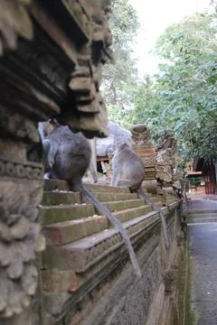 Monkeys in Paradise: Exploring Bali's Pristine Jungle Haven Stock Photos