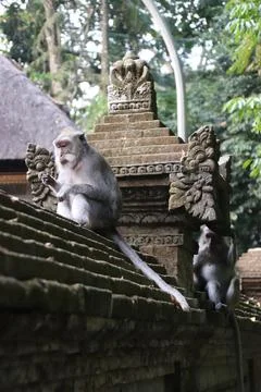 Monkeys in Paradise: Exploring Bali's Pristine Jungle Haven Stock Photos