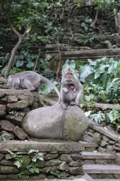 Monkeys in Paradise: Exploring Bali's Pristine Jungle Haven Stock Photos