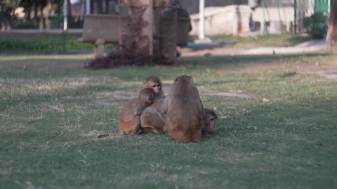 Monkeys in a park Stock Footage 111333933