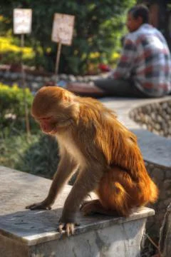 Monkeys in Pashupatinath Stock Photos