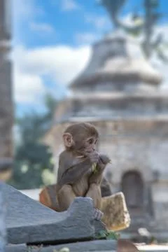 Monkeys in Pashupatinath Stock Photos