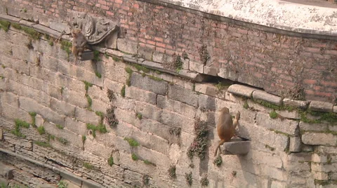 Monkeys in Pashupatinath Temple Stock Footage 65414599