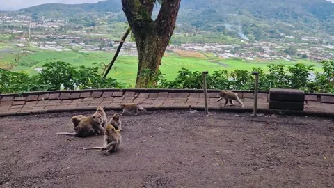 Monkeys on Path Overlooking Lush Valley 動画素材 318251432