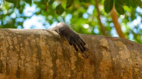 Monkey's Paw Above The Tree Trunk Stock Photos