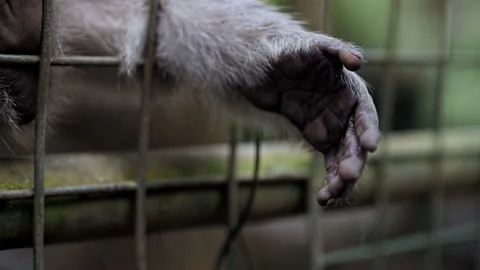 Monkey's paw sitting in a cage Stock Footage 229371629