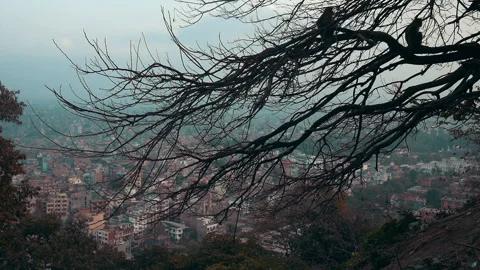 Monkeys perched on bare tree branches overlooking Kathmandu city Stock Footage 345321711
