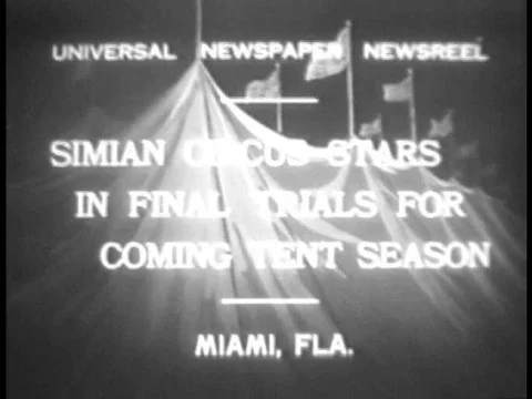 Monkeys perform tricks in the ’final trials’ for the coming circus season in Stock-Footage 79461635