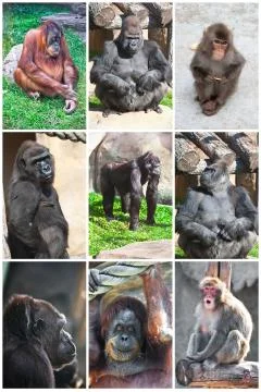 Monkeys Stock Photos